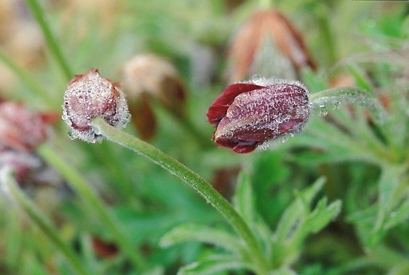 포토 JPG 주간 식물 꽃 여러송이 봄꽃 자연 사람없음 야외 물방울 이슬 서리 할미꽃 국내포토 자연요소 다수 봄 생태계 파일형식