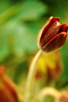 포토 JPG 주간 식물 꽃 봄꽃 자연 사람없음 야외 할미꽃 국내포토 자연요소 봄 생태계 파일형식