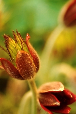 포토 JPG 주간 식물 꽃 봄꽃 자연 사람없음 야외 할미꽃 국내포토 자연요소 봄 생태계 파일형식