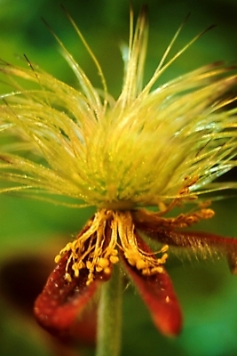 포토 JPG 주간 식물 꽃 한송이 봄꽃 자연 사람없음 야외 암술 할미꽃 국내포토 자연요소 1 봄 꽃술_꽃 생태계 송이 파일형식