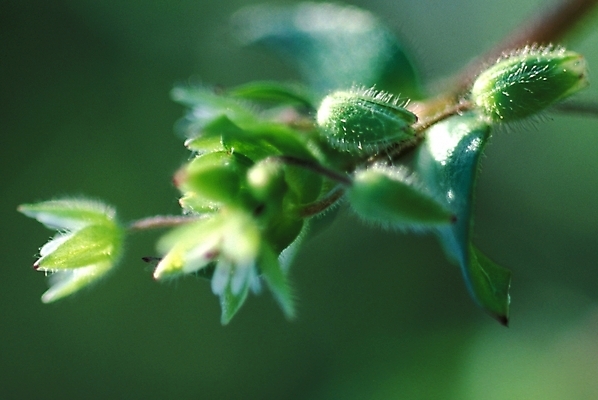 포토 JPG 주간 식물 꽃 자연 사람없음 야외 초록색 꽃봉오리 솜털 국내포토 자연요소 컬러 생태계 파일형식
