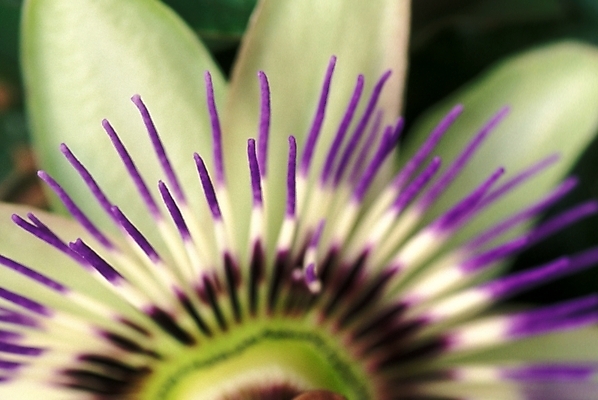 포토 JPG 식물 꽃 백그라운드 한송이 자연 근접촬영 사람없음 보라색 꽃시계덩굴 시계꽃 패션플라워 국내포토 1 뷰포인트 컬러 생태계 송이 파일형식