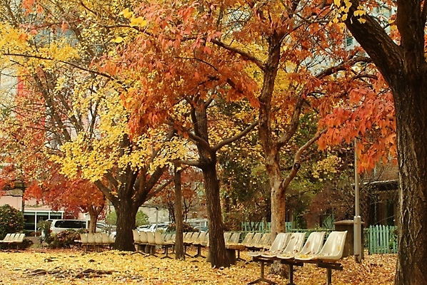 포토 JPG 주간 식물 사계절 계절 공원 단풍 낙엽 의자 자연 단풍나무 나뭇잎 사람없음 야외 가을 은행잎 국내포토 자연요소 나무 공공시설 가구 잎 생태계 파일형식