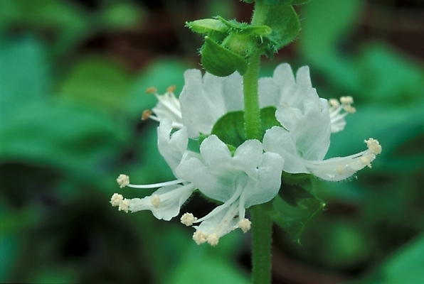 포토 JPG 주간 식물 꽃 잎 한송이 자연 사람없음 야외 흰색 암술 국내포토 자연요소 1 컬러 꽃술_꽃 생태계 송이 파일형식