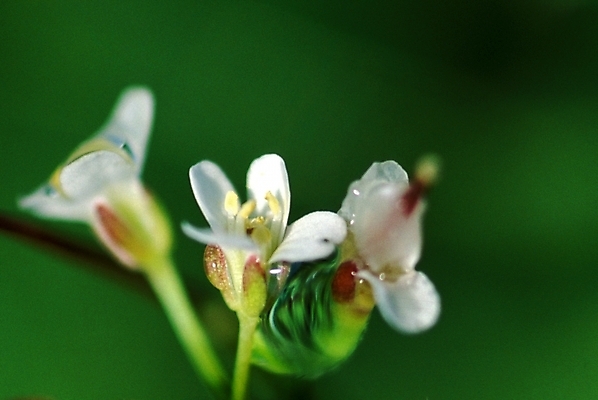포토 JPG 주간 식물 꽃 자연 사람없음 야외 흰색 물방울 꽃술_꽃 이슬 암술 국내포토 자연요소 컬러 생태계 파일형식