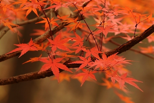 포토 JPG 주간 나무 식물 사계절 계절 단풍 자연 단풍나무 나뭇잎 사람없음 야외 가을 국내포토 자연요소 잎 생태계 파일형식