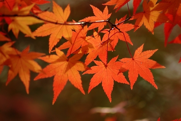 포토 JPG 주간 나무 식물 사계절 계절 단풍 자연 단풍나무 나뭇잎 사람없음 야외 가을 국내포토 자연요소 잎 생태계 파일형식