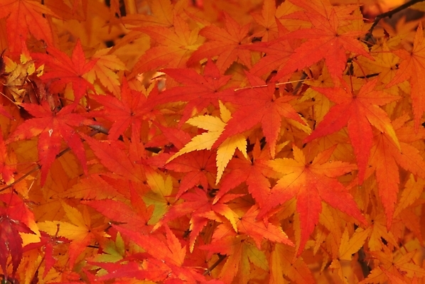 포토 JPG 주간 나무 식물 사계절 계절 단풍 자연 단풍나무 나뭇잎 사람없음 야외 가을 국내포토 자연요소 잎 생태계 파일형식