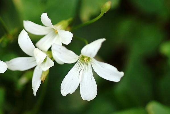 포토 JPG 주간 식물 꽃잎 꽃 여러송이 여름꽃 자연 사람없음 야외 사랑초 국내포토 자연요소 다수 생태계 파일형식 여름_계절