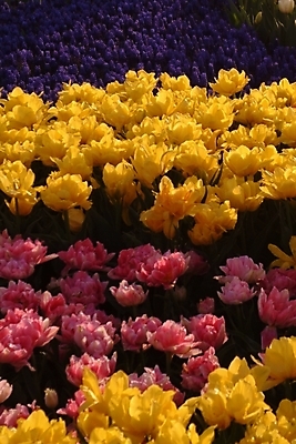 포토 JPG 주간 식물 꽃 여러송이 꽃밭 봄꽃 자연 사람없음 야외 컬러풀 튤립 루피너스 루핀 국내포토 자연요소 컬러 다수 봄 생태계 파일형식