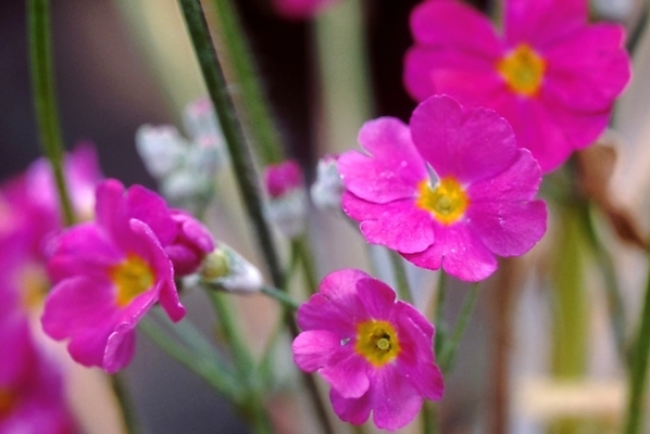 포토 JPG 주간 식물 꽃잎 꽃 여러송이 자연 사람없음 야외 프리뮬러 국내포토 자연요소 다수 생태계 파일형식