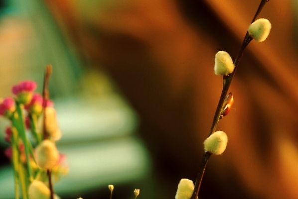 포토 JPG 주간 식물 꽃 자연 사람없음 야외 노란색 새싹 나뭇가지 꽃봉오리 순 국내포토 자연요소 나무 컬러 생태계 파일형식