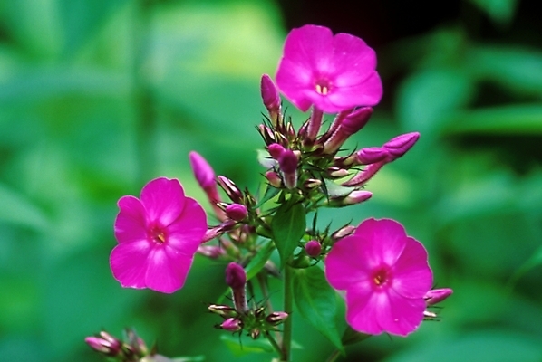 포토 JPG 주간 식물 꽃잎 꽃 여러송이 자연 사람없음 야외 꽃봉오리 진홍색 플록스 국내포토 자연요소 다수 빨간색 생태계 파일형식