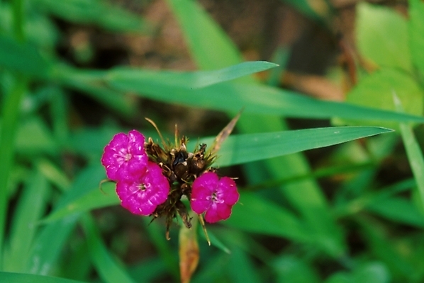 포토 JPG 주간 식물 꽃잎 꽃 여러송이 자연 사람없음 야외 풀잎 진홍색 플록스 국내포토 자연요소 다수 잎 빨간색 풀_식물 생태계 파일형식