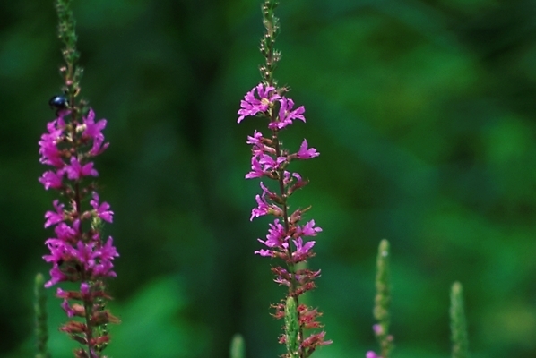 포토 JPG 주간 식물 꽃 자연 사람없음 야외 보라색 꽃대 국내포토 자연요소 컬러 생태계 파일형식