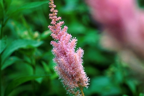 포토 JPG 주간 식물 꽃 분홍색 자연 사람없음 야외 꽃대 국내포토 자연요소 컬러 생태계 파일형식