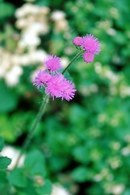 포토 JPG 주간 식물 꽃 여러송이 자연 사람없음 야외 보라색 들꽃 꽃대 국내포토 자연요소 컬러 다수 생태계 파일형식