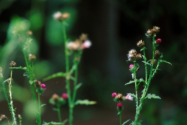 포토 JPG 주간 식물 꽃 백그라운드 자연 사람없음 야외 들꽃 엉겅퀴 국내포토 자연요소 생태계 파일형식