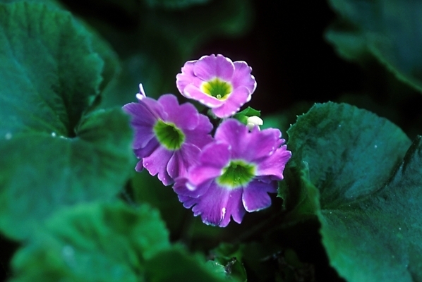 포토 JPG 주간 식물 꽃잎 꽃 여러송이 사람없음 야외 보라색 프리뮬러 국내포토 자연요소 컬러 다수 파일형식