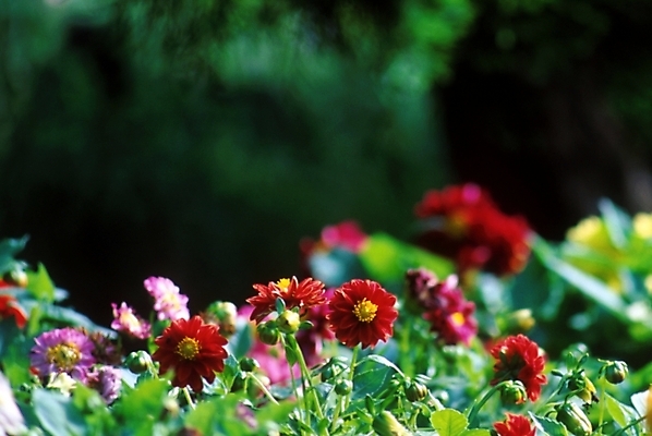 포토 JPG 주간 식물 꽃잎 꽃 여러송이 여름꽃 자연 사람없음 야외 들꽃 백일홍 국내포토 자연요소 다수 생태계 파일형식 여름_계절