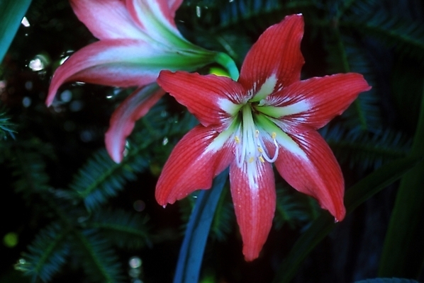 포토 JPG 주간 식물 꽃잎 꽃 근접촬영 사람없음 야외 빨간색 꽃술_꽃 백합 나리 국내포토 자연요소 뷰포인트 컬러 파일형식