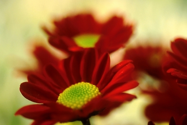 포토 JPG 주간 식물 꽃잎 꽃 여름꽃 자연 사람없음 야외 꽃술_꽃 데이지 국내포토 자연요소 생태계 파일형식 여름_계절