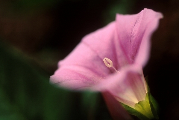 포토 JPG 주간 식물 꽃잎 꽃 한송이 여름꽃 자연 근접촬영 사람없음 야외 꽃술_꽃 메꽃 국내포토 자연요소 1 뷰포인트 생태계 송이 파일형식 여름_계절