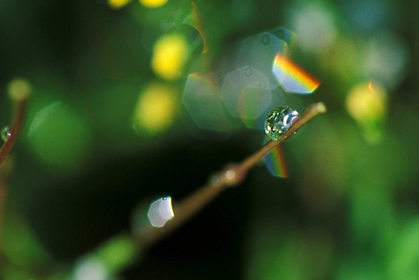 포토 JPG 주간 자연현상 사람없음 야외 물 햇빛 물방울 나뭇가지 이슬 국내포토 자연요소 나무 자연 태양 파일형식