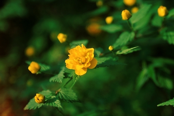 포토 JPG 주간 식물 꽃잎 꽃 자연 꽃나무 사람없음 야외 죽도화 죽도화나무 황매화 죽단화 국내포토 자연요소 나무 생태계 파일형식