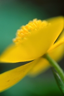 포토 JPG 주간 식물 꽃잎 꽃 한송이 봄꽃 자연 사람없음 야외 동의나물 국내포토 자연요소 1 봄 생태계 송이 파일형식