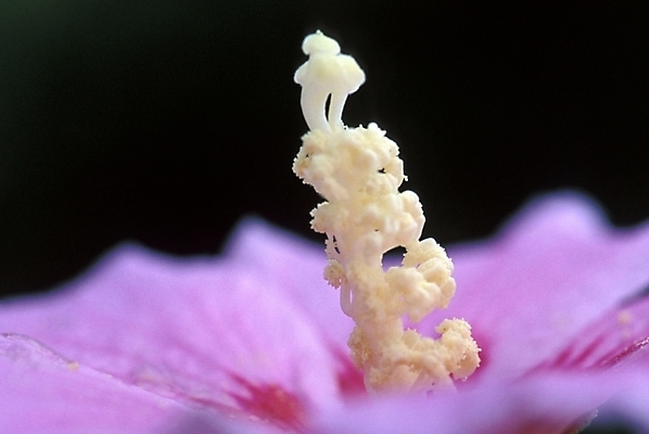 포토 JPG 주간 식물 꽃 한송이 자연 근접촬영 사람없음 야외 꽃술_꽃 무궁화 암술 수술대 국내포토 자연요소 1 뷰포인트 생태계 송이 파일형식