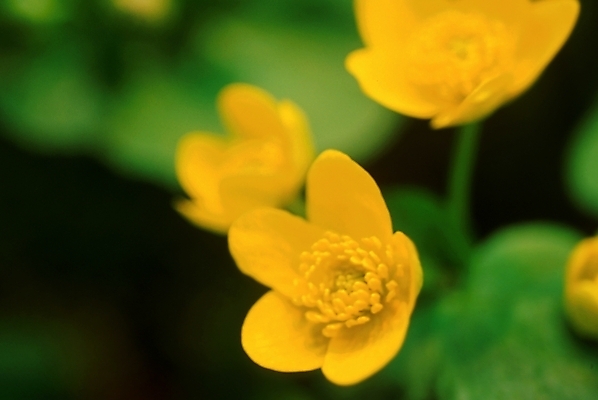 포토 JPG 주간 식물 꽃잎 꽃 봄꽃 자연 사람없음 야외 동의나물 국내포토 자연요소 봄 생태계 파일형식