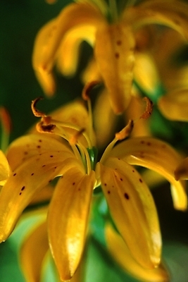 포토 JPG 주간 식물 꽃잎 꽃 여름꽃 자연 사람없음 야외 백합 참나리 국내포토 자연요소 생태계 파일형식 여름_계절