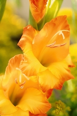 포토 JPG 주간 식물 꽃잎 꽃 여름꽃 자연 사람없음 야외 글라디올러스 국내포토 자연요소 생태계 파일형식 여름_계절