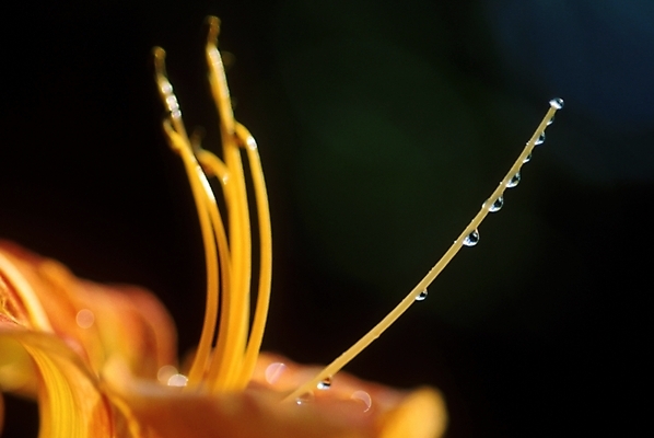 포토 JPG 주간 식물 꽃잎 꽃 한송이 자연 근접촬영 사람없음 야외 노란색 물방울 꽃술_꽃 이슬 암술 국내포토 자연요소 1 뷰포인트 컬러 생태계 송이 파일형식