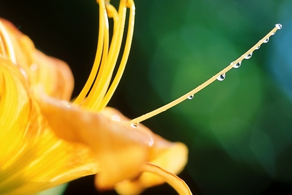 포토 JPG 주간 식물 꽃잎 꽃 한송이 자연 근접촬영 사람없음 야외 노란색 물방울 꽃술_꽃 이슬 암술 국내포토 자연요소 1 뷰포인트 컬러 생태계 송이 파일형식