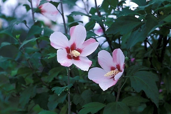 포토 JPG 주간 식물 꽃 자연 사람없음 야외 두송이 무궁화 무궁화나무 국내포토 자연요소 나무 2 생태계 파일형식