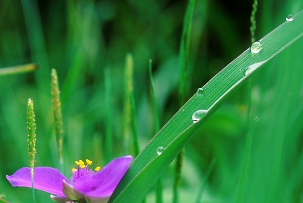 포토 JPG 주간 식물 꽃잎 꽃 화초 여름꽃 자연 사람없음 야외 들꽃 물방울 이슬 달개비 닭의장풀 국내포토 자연요소 생태계 파일형식 여름_계절