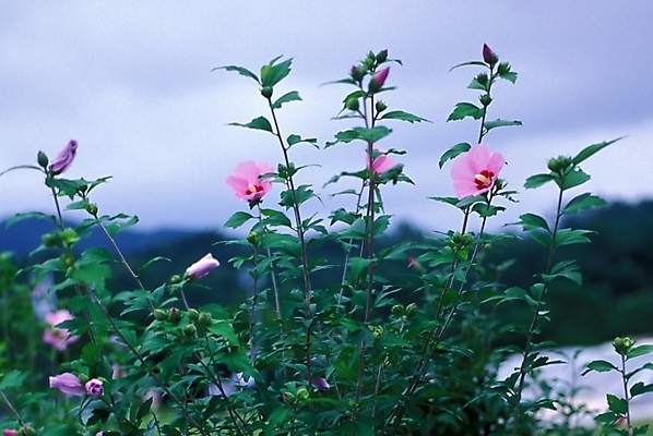 포토 JPG 주간 식물 꽃 여러송이 자연 사람없음 야외 무궁화 무궁화나무 국내포토 자연요소 나무 다수 생태계 파일형식