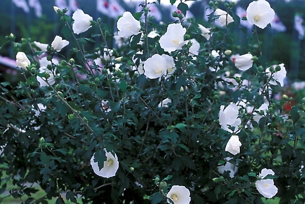 포토 JPG 주간 식물 꽃 여러송이 자연 사람없음 야외 무궁화 무궁화나무 국내포토 자연요소 나무 다수 생태계 파일형식