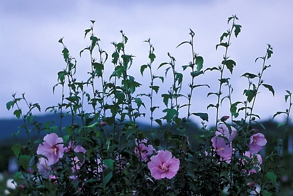 포토 JPG 주간 식물 꽃 여러송이 자연 사람없음 야외 무궁화 무궁화나무 국내포토 자연요소 나무 다수 생태계 파일형식