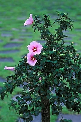 포토 JPG 주간 식물 꽃 여러송이 자연 사람없음 야외 무궁화 무궁화나무 국내포토 자연요소 나무 다수 생태계 파일형식