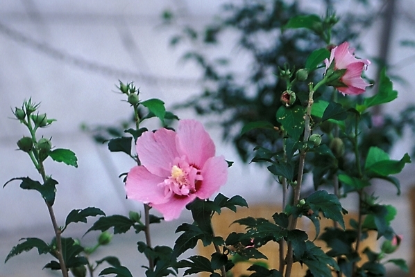 포토 JPG 주간 식물 꽃 자연 사람없음 야외 무궁화 무궁화나무 국내포토 자연요소 나무 생태계 파일형식