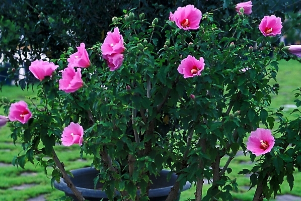 포토 JPG 주간 식물 꽃 여러송이 자연 사람없음 야외 무궁화 무궁화나무 국내포토 자연요소 나무 다수 생태계 파일형식