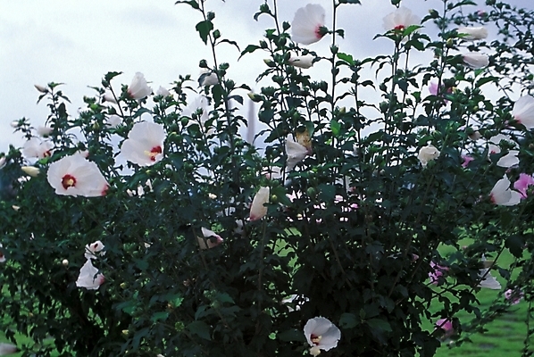 포토 JPG 주간 식물 꽃 여러송이 자연 사람없음 야외 무궁화 무궁화나무 국내포토 자연요소 나무 다수 생태계 파일형식