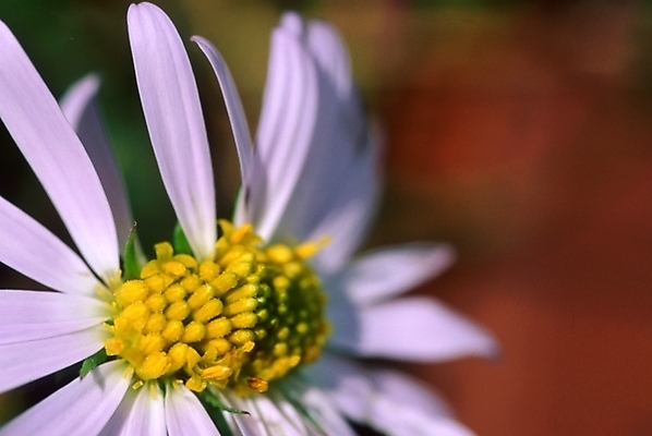 포토 JPG 주간 식물 꽃잎 꽃 분홍색 한송이 자연 근접촬영 사람없음 야외 꽃술_꽃 암술 국내포토 자연요소 1 뷰포인트 컬러 생태계 송이 파일형식