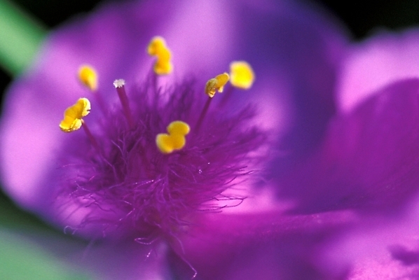 포토 JPG 주간 식물 꽃잎 꽃 여름꽃 자연 사람없음 야외 꽃술_꽃 달개비 닭의장풀 국내포토 자연요소 생태계 파일형식 여름_계절
