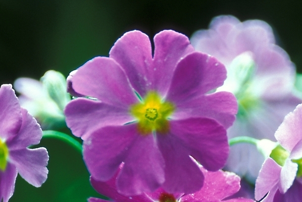 포토 JPG 주간 식물 꽃잎 꽃 자연 사람없음 야외 프리뮬러 국내포토 자연요소 생태계 파일형식