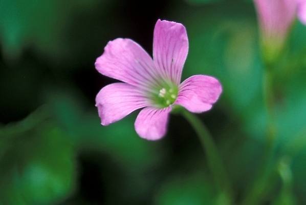 포토 JPG 주간 식물 꽃잎 꽃 한송이 여름꽃 자연 사람없음 야외 사랑초 국내포토 자연요소 1 생태계 송이 파일형식 여름_계절