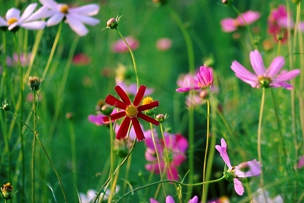 포토 JPG 주간 식물 꽃잎 꽃 자연 가을꽃 사람없음 야외 가을 코스모스 국내포토 자연요소 계절 생태계 파일형식 가을_계절